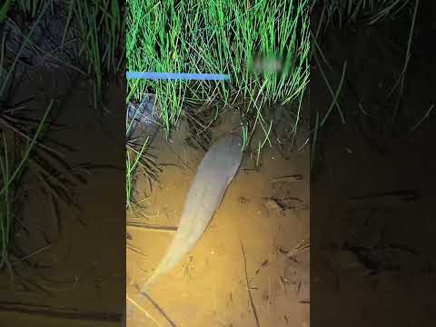 #shorts đam mê câu lure câu cá giải trí #1267 #fishing #cauca