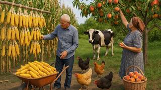 HARVESTING CORN and PEACH | Traditional OLD Method of Corn Drying in an Azerbaijani Village