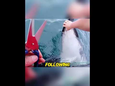 A Baby Orca Begged Humans for Help. What She Did Next Shook the Entire World! ๐๐ณ#orcarescue#BabyOrca