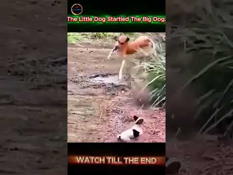 Small Dog Scares Big Dog—How Did the Giant Jump So High?