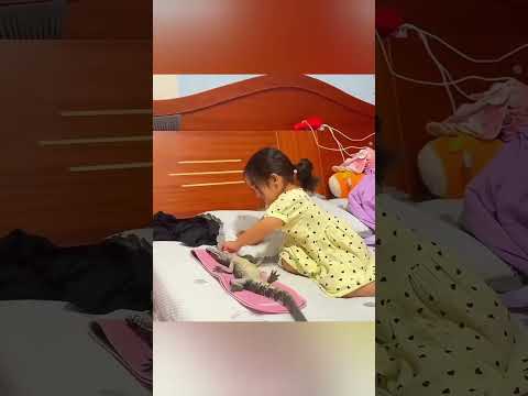 Das kleine Mädchen kümmert sich um ihr Krokodil, aber...