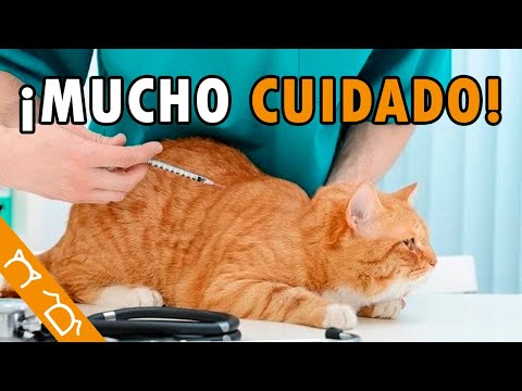 5 Errores Que Acortan La Vida De Tu Gato Y DEBES EVITAR