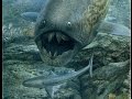 Evolutionary Developments in Early Life