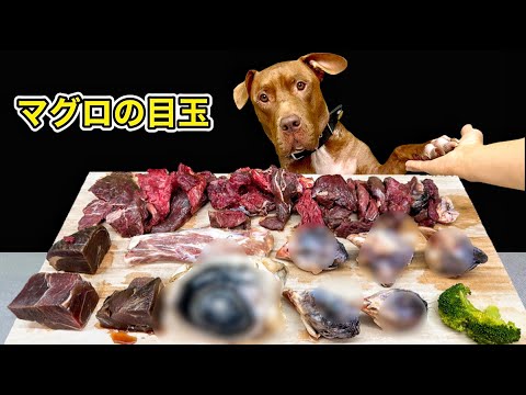 【犬のASMR】生肉や骨を食べるピットブルの咀嚼音が気持ち良すぎる