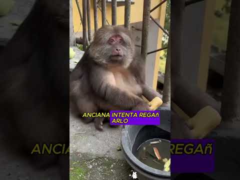 El mono y la abuela envejecen juntos #animals #love #story