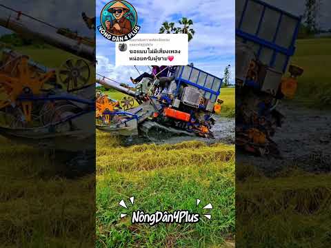 Máy Cắt Lúa Thái Lan Thì Cũng Phải Mắc Lầy Thui#nongdan#nongnghiep #shortvideo #mientay #farming