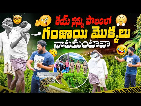 రేయ్ నన్ను పొలంలో గంజాయి మొక్కలు నాటమంటావా😂ఫన్నీ ప్రాంక్ 👌AR PRANK BOYS🙏