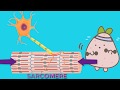 Muscle Contraction Types and Mechanics