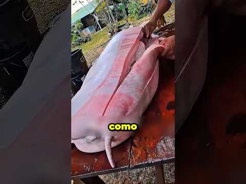 La manteca de chancho y sus veneficios #chancho #animals #suscribete #viral #shorts #shortsviral