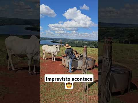 imprevisto na lida do gado#nelore #gado #vaqueiro