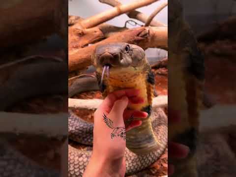 Baby vs Soldier: Animal Transformation Throughout Their Lives"!!! #viral #shorts #animals