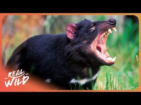 Discovering The World's Weirdest Creatures That Are Still Alive Today!