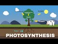 Photosynthesis and Its Importance
