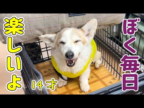 シニア犬ノエさんの幸せについて考えてみました