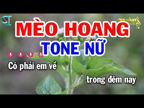 Karaoke Mèo Hoang Tone Nữ ( G#m ) Nhạc Sống Mới || Karaoke Tuấn Kiệt