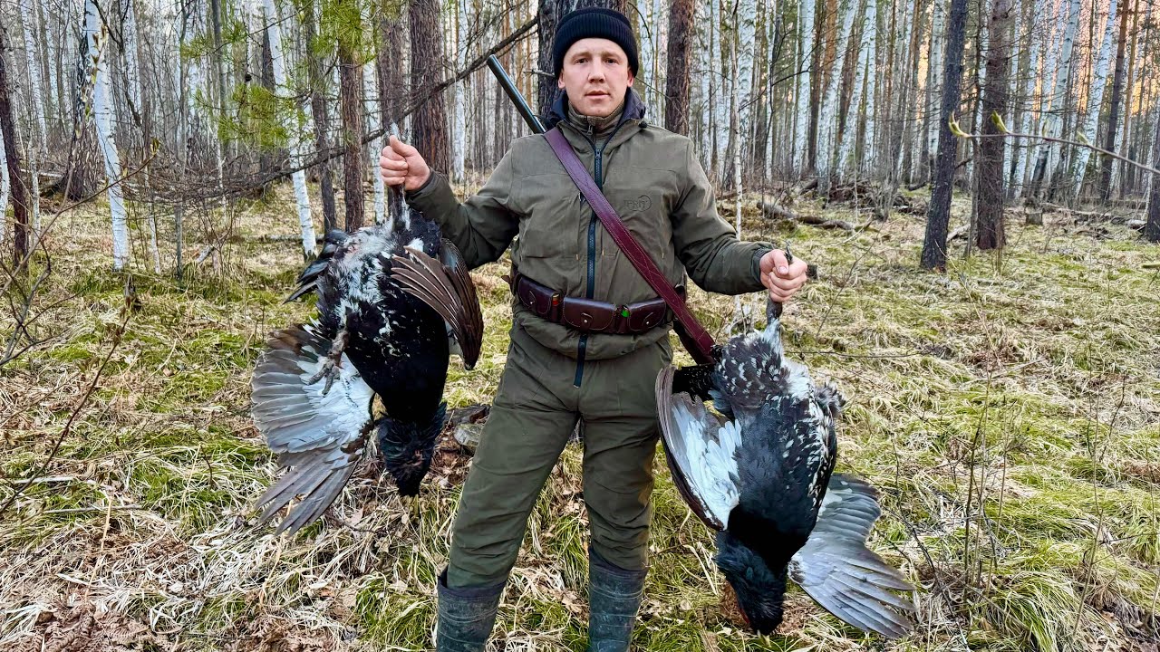 Охота на глухарином току в сибири. Проверка привады.