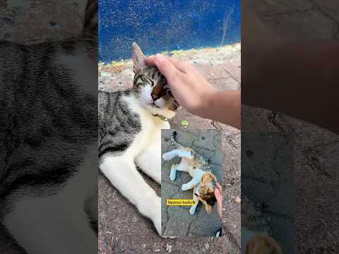 Videonun sonunu bekleyin bakın nasıl kıskandı 🥹🐱 #muhabbetkuşu #budgie #birds