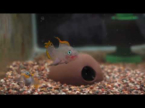 Feeding all the Cool New Fish Room Tour