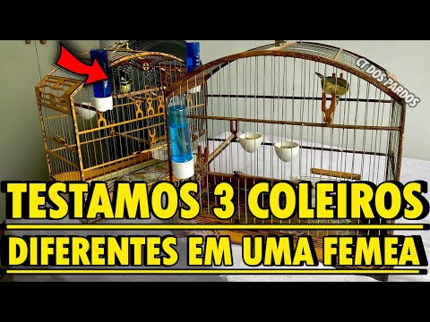 Forma GENIAL pra achar a fêmea do seu coleiro e papa capim