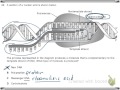 RNA and Protein Synthesis Concepts