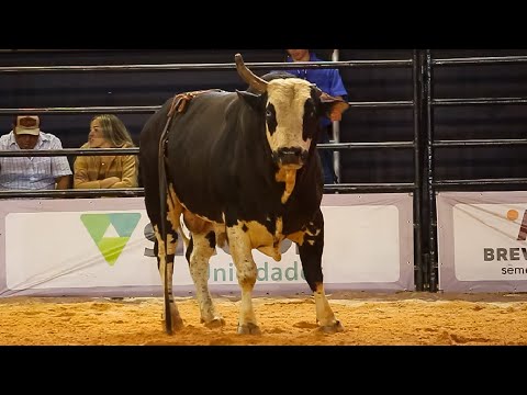 SEMI FINAL em TOUROS | RODEIO de RIO VERDE-GO 2025