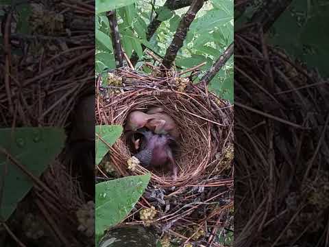 The cuckoo bird wants to push the last little bird of the shrike out of nest杜鹃鸟想把伯劳鸟的最后一只小鸟推出鸟窝