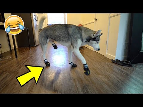 Funny Husky Tries on Dog Shoes for the FIRST time ever!