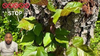 🚨 Never Touch THIS Plant! What Happens if You Touch or Eat Poison Ivy 😳🌿 (Reaction)