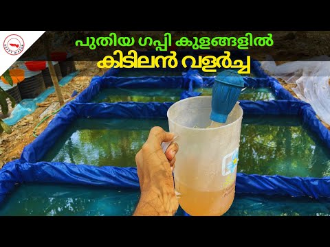 ഗപ്പിക്ക് കിടിലൻ വളർച്ച ഇത്രയും വില കുറഞ്ഞ ടാങ്കിൽ|Guppies Grow Super-Fast In This Low Cost Pond