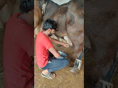 BLACK BEAUTIFUL COW MILKING 😍👍#cow #baffalo #dairyfarm #farming #shorts #viral