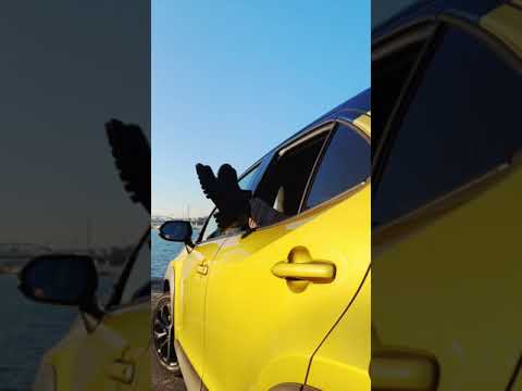 Toyota Yaris Cross Lounge