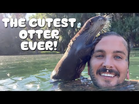 Swimming with @ChandlersWildLife  ADORABLE OTTER!