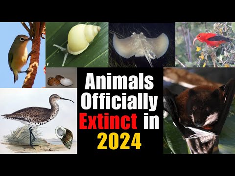 Animals Officially Extinct in 2024