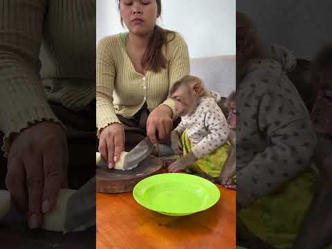 Baby monkey #monkey #babyanimal #babymonkey #animals #babyprimate #primatelove #cute #pets #eating