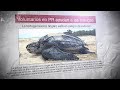 Conservación de Tortugas Marinas