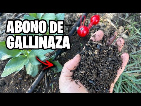 POTENTE ABONO con GALLINAZA!! 🐔 Crea ORO NEGRO para tus Plantas Paso a Paso | La Huerta de Ivan