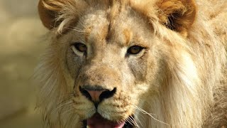 The thrill of the hunt: Lion vs. Zebra ,Episode 1 @Intefoloshorts