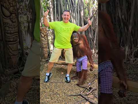 ORANGUTAN TOUCH BIG BANANA #orangutan #bangkok #thailand #viral #viralvideo IG @JUAN_TRAVELCOUPLE
