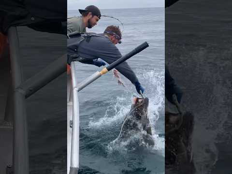 BIG Halibut wrestling #sitka #fishing #fishalaska #halibut #alaskafishing #fishingvideo #flounder
