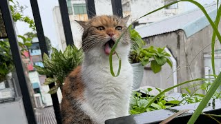 Dại Trai Đầu Thai Không Hết