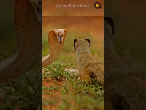 ஏன் பாம்பை பார்த்து இது பயப்படுவதில்லை?! | Why Mongoose is not scared of Snakes?! | Animaltube Tamil