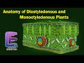 Plant Anatomy and Physiology Concepts
