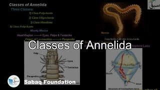 Classes of Annelida