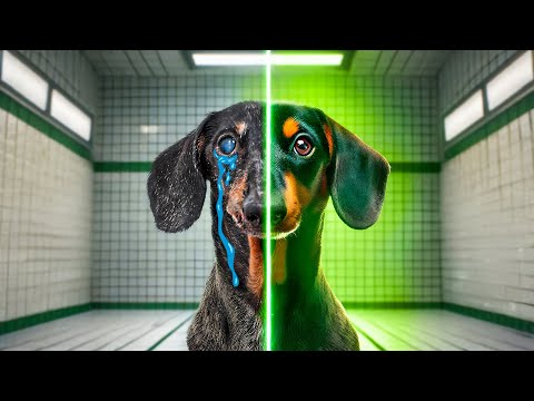 The Substance, But With a Dog ! Cute & Funny Dachshund Video!