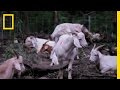 Goats in the Cemetery: Sustainable Grazing