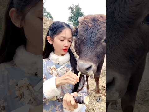 लड़की ने सांड को खिलाया गन्ना 😲🐂 #shorts #viral #bull #shortsviral