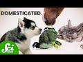 Domestication and Its Impact