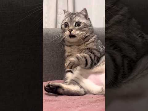 #2 Funny Cat videos 🐱🐱 #meowing #memes