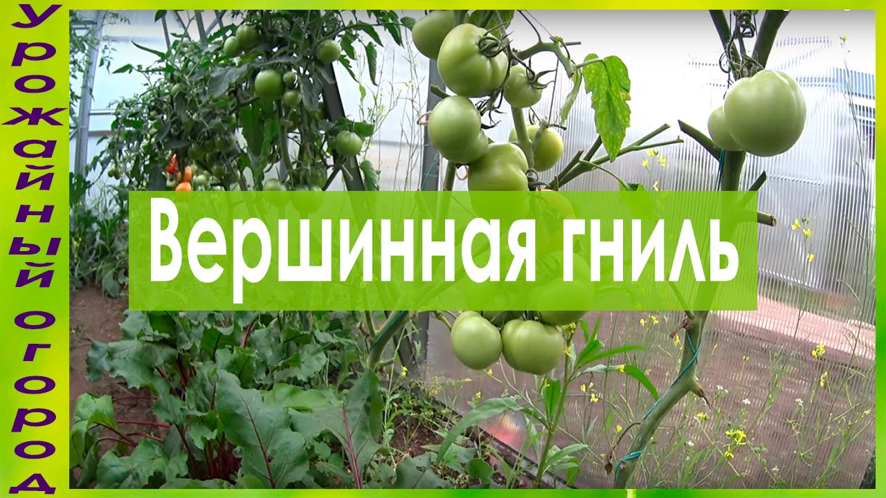 Что делать, если загнивают плоды томатов? Простой способ