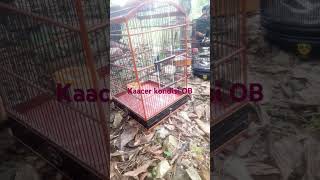 Kacer over birahi #kicaumania #kicaumanianusantara #kacergacorfullisianmewah #birdkacer